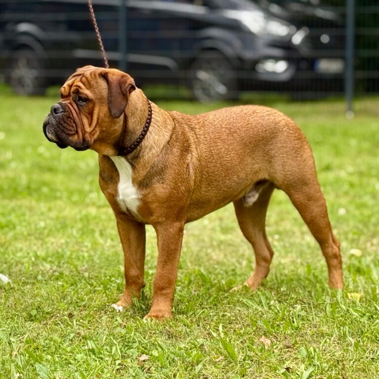 Continental Bulldog Rüde